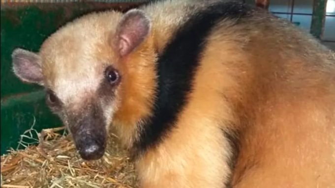 CRUZ DEL EJE: RESCATARON A UNA OSITA MELERA QUE ERA PERSEGUIDA POR UNA JAURÍA EN LA ZONA DE LA TERMINAL.