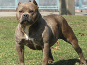 DEÁN FUNES: LA POLICÍA NOTIFICÓ A LA DUEÑA DE UN PERRO RAZA PIT BULL QUE DEAMBULABA EN LA VÍA PÚBLICA GENERANDO INTRANQUILIDAD EN LA GENTE.