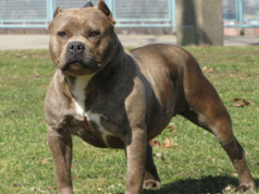 DEÁN FUNES: LA POLICÍA NOTIFICÓ A LA DUEÑA DE UN PERRO RAZA PIT BULL QUE DEAMBULABA EN LA VÍA PÚBLICA GENERANDO INTRANQUILIDAD EN LA GENTE.