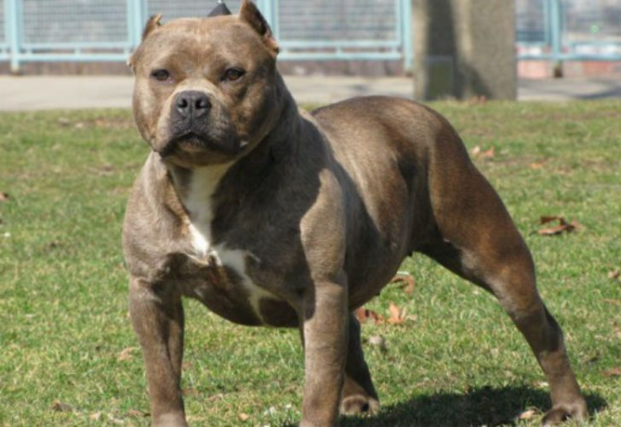 DEÁN FUNES: LA POLICÍA NOTIFICÓ A LA DUEÑA DE UN PERRO RAZA PIT BULL QUE DEAMBULABA EN LA VÍA PÚBLICA GENERANDO INTRANQUILIDAD EN LA GENTE.