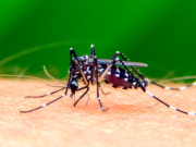 SON AL MENOS 25 LAS PERSONAS FALLECIDAS POR DENGUE EN EL PAÍS.