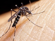 DENGUE IMPARABLE: YA SE REGISTRAN 32 MUERTES EN EL PAÍS.