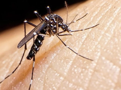DENGUE IMPARABLE: YA SE REGISTRAN 32 MUERTES EN EL PAÍS.