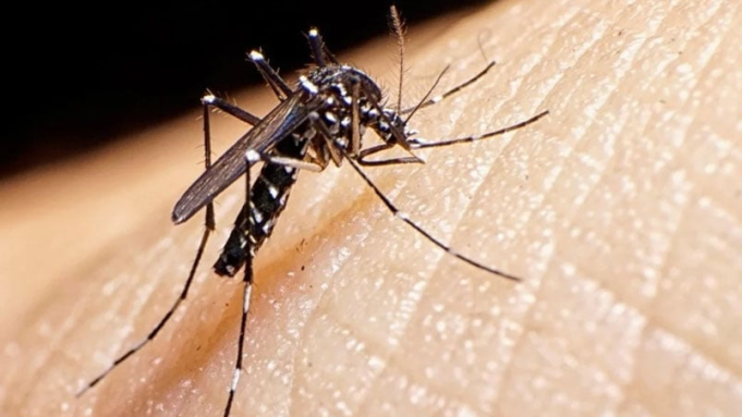 DENGUE IMPARABLE: YA SE REGISTRAN 32 MUERTES EN EL PAÍS.