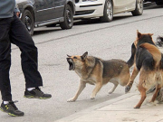 CÓRDOBA: UN JOVEN DE B° SAN ROQUE FUE ATACADO POR UNA JAURÍA. LE PRACTICARON 30 PUNTOS DE SUTURA.