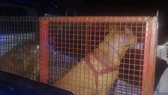LA FALDA: UNA MUJER DE 53 AÑOS FUE ATACADA POR DOS PERROS RAZA PIT BULL. POLICIA AMBIENTAL TRASLADÓ A LOS CANES AL INSTITUTO ANTIRRÁBICO CÓRDOBA.