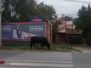 UN TORO SUELTO EN CÓRDOBA: EL ANIMAL SORPRENDÓ A MÁS DE UNO EN RECTA MARTINOLLI.