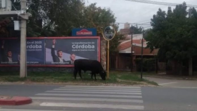 UN TORO SUELTO EN CÓRDOBA: EL ANIMAL SORPRENDÓ A MÁS DE UNO EN RECTA MARTINOLLI.