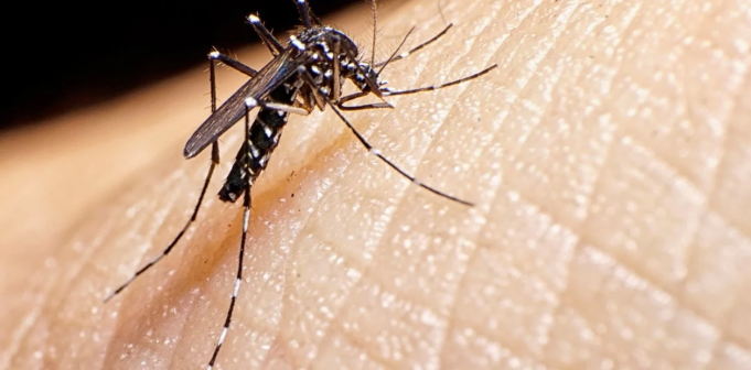 YA HAY MÁS DE 56MIL CASOS DE DENGUE EN TODO EL PAÍS.