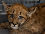 POLICÍA AMBIENTAL RESCATÓ A UN PUMITA EN LA LOCALIDAD DE CINTRA.