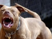 DEÁN FUNES: DOS PERROS RAZA PIT BULL ATACARON AL GANADO DE UNA FAMILIA EN EL PATIO DE SU CASA EN B° LA PILETA.