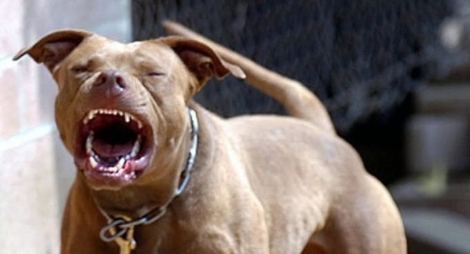 DEÁN FUNES: DOS PERROS RAZA PIT BULL ATACARON AL GANADO DE UNA FAMILIA EN EL PATIO DE SU CASA EN B° LA PILETA.