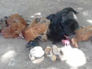 B° VILLA MATILDE – DEÁN FUNES: UNA MUJER DIO AVISO A LA POLICÍA DE QUE UN PERRO BLANCO DOGO CRUZA CON PITBULL MATÓ A SUS GALLINAS. AÚN NO DAN CON EL PROPIETARIO.