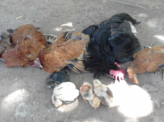 B° VILLA MATILDE – DEÁN FUNES: UNA MUJER DIO AVISO A LA POLICÍA DE QUE UN PERRO BLANCO DOGO CRUZA CON PITBULL MATÓ A SUS GALLINAS. AÚN NO DAN CON EL PROPIETARIO.