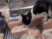 PASA EN REDES: UN GATO COMIÓ JAMÓN DE LA HELADERA DE FIAMBRES DE UN AUTOSERVICIO MARPLATENSE. CLAUSURARON EL LUGAR. ¡MIRÁ!