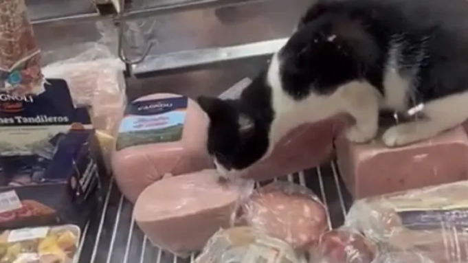 PASA EN REDES: UN GATO COMIÓ JAMÓN DE LA HELADERA DE FIAMBRES DE UN AUTOSERVICIO MARPLATENSE. CLAUSURARON EL LUGAR. ¡MIRÁ!