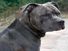 DEÁN FUNES: UN PITBULL NEGRO ATACÓ Y MATÓ AL PERRITO DE UNA VECINA DE B° LOS CERRILLOS. SE DESCONOCE EL DUEÑO DEL ANIMAL.