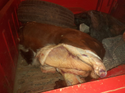 VILLA TULUMBA: LA POLICÍA INTERVINO EN EL CONTROL DE UN VEHÍCULO DE UN HOMBRE DE 38 AÑOS QUE TRANSPORTABA 200KG DE CARNE VACUNA FAENADA.