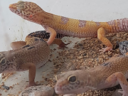 NOETINGER: LA POLICÍA AMBIENTAL RECUPERÓ 178 ANIMALES QUE SE ENCONTRABAN EN CAUTIVERIO.