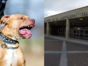 UN NIÑO DE 3 AÑOS FUE ATACADO POR SU PERRO PITBULL MIENTRAS DORMÍA. LA FAMILIA ACEPTÓ SACRIFICAR AL ANIMAL. LA CRIATURA PRSENTÓ LESIONES EN ROSTRO Y CUELLO.