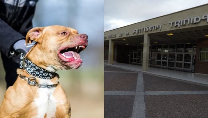 UN NIÑO DE 3 AÑOS FUE ATACADO POR SU PERRO PITBULL MIENTRAS DORMÍA. LA FAMILIA ACEPTÓ SACRIFICAR AL ANIMAL. LA CRIATURA PRSENTÓ LESIONES EN ROSTRO Y CUELLO.