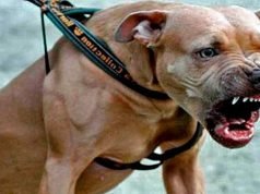 El Brete: un pitbull atacó a un bebé de un año permanece en grave estado.