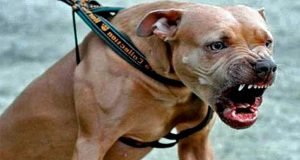 El Brete: un pitbull atacó a un bebé de un año permanece en grave estado.