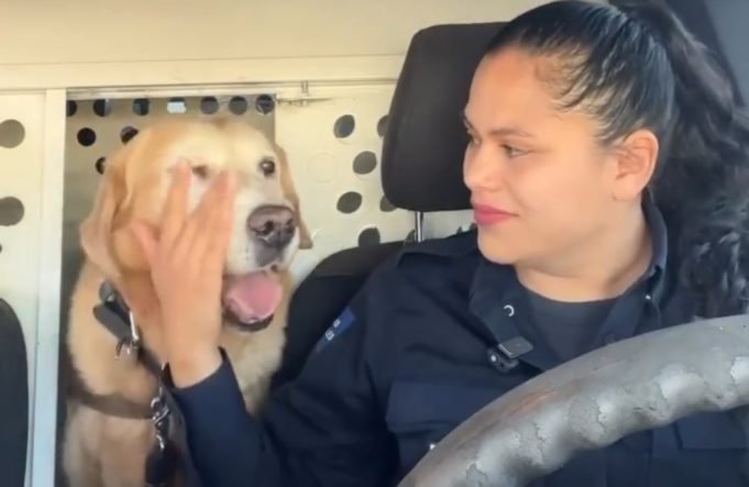 PASA EN REDES: “BUBU” EL PERRO POLICÍA DE HERMOSILLO QUE SE JUBILÓ TRAS 9 AÑOS DE SERVICIO Y SU DESPEDIDA SE VOLVIÓ VIRAL ¡MIRÁ!