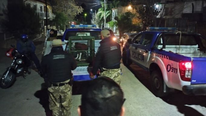 CARLOS PAZ: UN PITBULL ESCAPÓ DE UNA CASA Y ATACÓ A UN NIÑO DE 7 AÑITOS. TUVIERON QUE HACERLE 25 PUNTOS DE SUTURA.