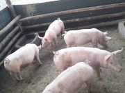 RÍO SECO: UNA SEÑORA DENUNCIÓ QUE EL PERRO DE SU VECINA ATACÓ A UNO DE SUS CHANCHITOS.