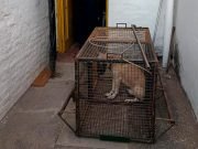 CÓRDOBA: HALLARON LOS CUERPOS DE UNA PAREJA DE JUBILADOS EN UNA VIVIENDA.