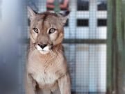 SANTA ROSA DE RÍO PRIMERO: RESCATARON A UN PUMA ADULTO QUE ESTABA CAUTIVO EN UNA CASA DE CAMPO. ¡LO TENÍAN DE MASCOTA!