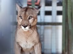 SANTA ROSA DE RÍO PRIMERO: RESCATARON A UN PUMA ADULTO QUE ESTABA CAUTIVO EN UNA CASA DE CAMPO. ¡LO TENÍAN DE MASCOTA!