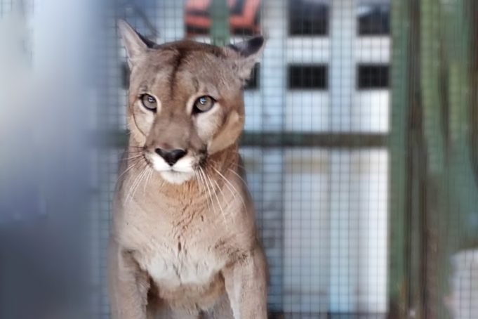 SANTA ROSA DE RÍO PRIMERO: RESCATARON A UN PUMA ADULTO QUE ESTABA CAUTIVO EN UNA CASA DE CAMPO. ¡LO TENÍAN DE MASCOTA!