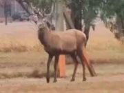 SIGUE LA BÚSQUEDA DE UN CIERVO COLORADO EN LA ZONA DEL AEROPUERTO CÓRDOBA.