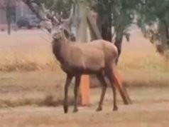 SIGUE LA BÚSQUEDA DE UN CIERVO COLORADO EN LA ZONA DEL AEROPUERTO CÓRDOBA.