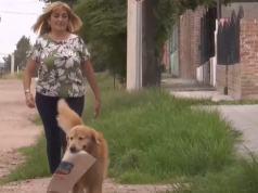 PASA EN REDES: ¡CONOCÉ A ENZO! EL GOLDEN DEANFUNENSE QUE HACE LAS COMPRAS SOLO Y LLEGÓ AL MILLÓN DE REPRODUCCIONES.