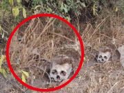 DEÁN FUNES: HALLARON UN CRÁNEO HUMANO EN B° LOS CERRILLOS.