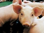 REPORTARON TRES CASOS DE TRIQUINOSIS EN CÓRDOBA.