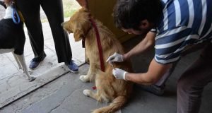 Campaña de Vacunación Antirrábica en barrio La Feria.