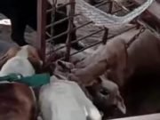 DEÁN FUNES – PJE LAS CHACRAS: LA ONG PUMAKAWA DIFUNDIÓ EL BRUTAL ATAQUE DE PERROS A UN PUMA ENJAULADO Y ENCADENADO.