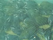 RESCATARON 396 AVES QUE ERAN TRANSPORTADAS DESDE LA RIOJA HASTA BS.AS.