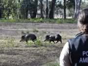 POLICÍA AMBIENTAL TRASLADÓ A CORRIENTES FAUNA SILVESTRE RESCATADA EN DIFERENTES OPERATIVOS.