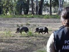 POLICÍA AMBIENTAL TRASLADÓ A CORRIENTES FAUNA SILVESTRE RESCATADA EN DIFERENTES OPERATIVOS.