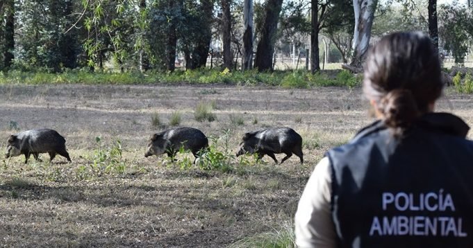 POLICÍA AMBIENTAL TRASLADÓ A CORRIENTES FAUNA SILVESTRE RESCATADA EN DIFERENTES OPERATIVOS.