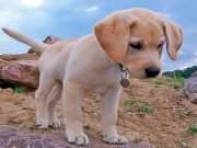 PUSIERON A UN PERRITO LABRADOR EN LA BODEGA DE UN COLECTIVO DURANTE CUATRO HORAS Y MURIÓ.
