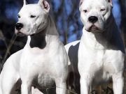 CÓRDOBA: UN HOMBRE APUÑALÓ A DOS PERROS DOGOS ARGENTINOS QUE ATACARON A SU HIJA.