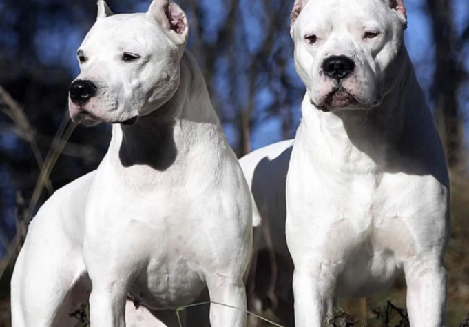 CÓRDOBA: UN HOMBRE APUÑALÓ A DOS PERROS DOGOS ARGENTINOS QUE ATACARON A SU HIJA.