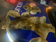 DETUVIERON A UNA MUJER POR COMERCIALIZAR PIELES DE ANIMALES EXÓTICOS.