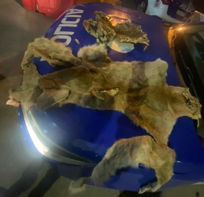 DETUVIERON A UNA MUJER POR COMERCIALIZAR PIELES DE ANIMALES EXÓTICOS.